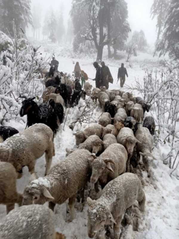 जम्मू-कश्मीर सरकार ने भेड़ पालन क्षेत्र में बदलाव के लिए न्यूजीलैंड से किया करार